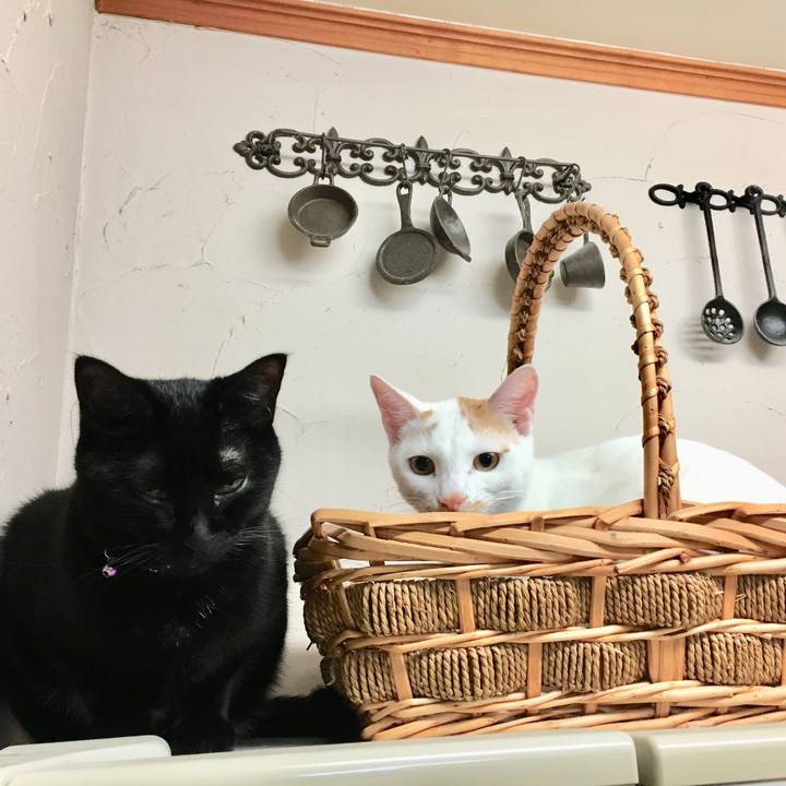 1fd70e38 4480 43a0 9755 9a09fe9cca1b 1511521750737