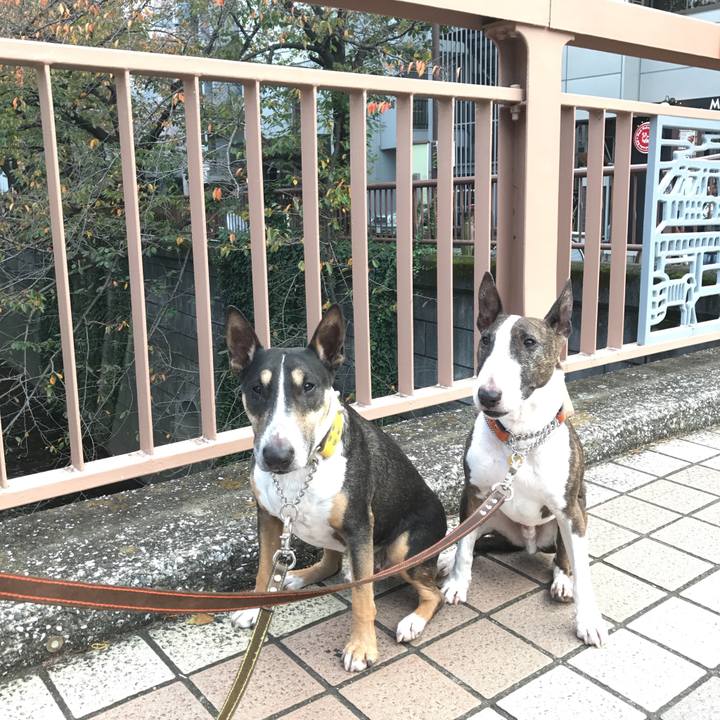 1fdb2b38 7a9b 498e aad1 09ce168be40e 1509693378550