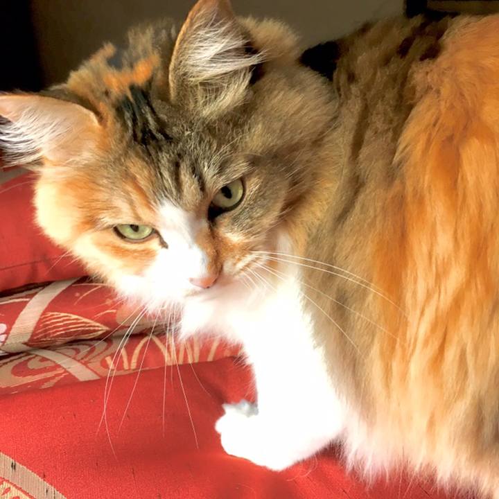 1fdfb970 349b 4084 be75 c80f20c994b5 1560394074864