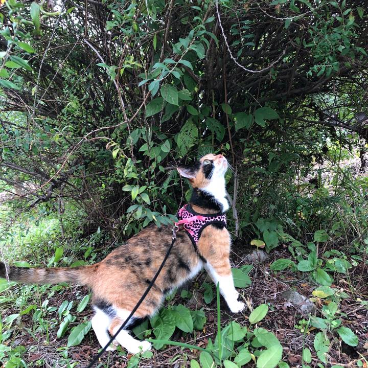 1fe0acd7 09b1 4410 a254 c19a0e035e35 1539559209034