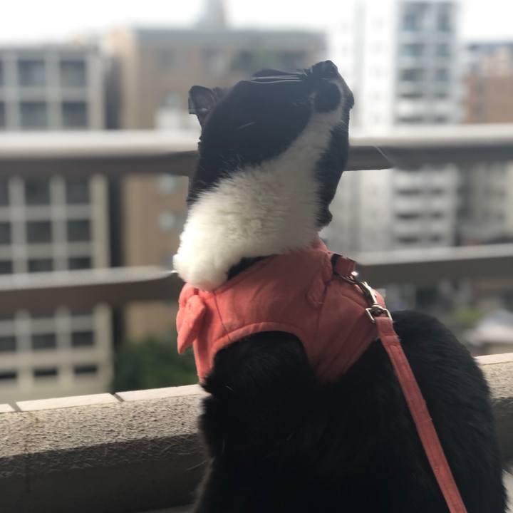 1fe4b451 dc33 47a9 8b2d c36086718d65 1569218542656