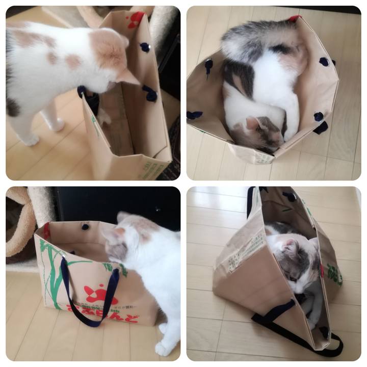 1fe5a26e 4c6b 41f0 b28a 9bd5a8e24949 1556449129522