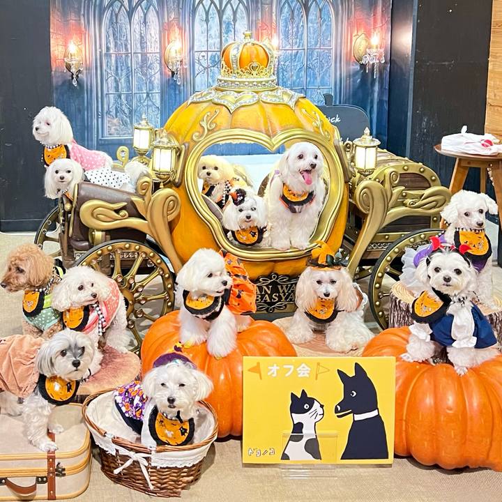 1fe65cd8 df51 429c ac61 bacbe0ed405b 1760315145832