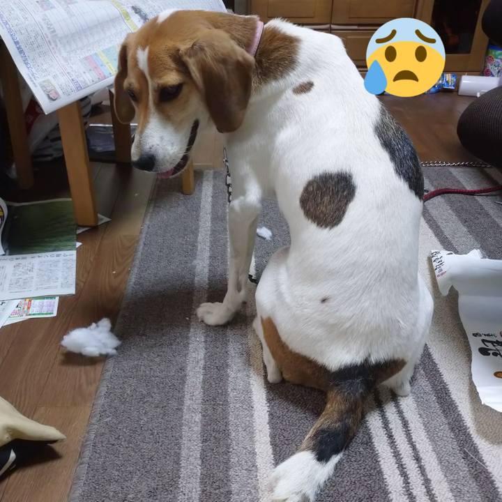 1fe775b7 ddc8 44a6 8a2b 63fd7954fd4c 1598774016596