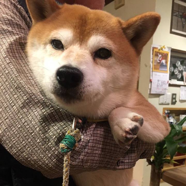 1feef7f8 ee61 441c 8cfd b21b80c62505 1545996476656