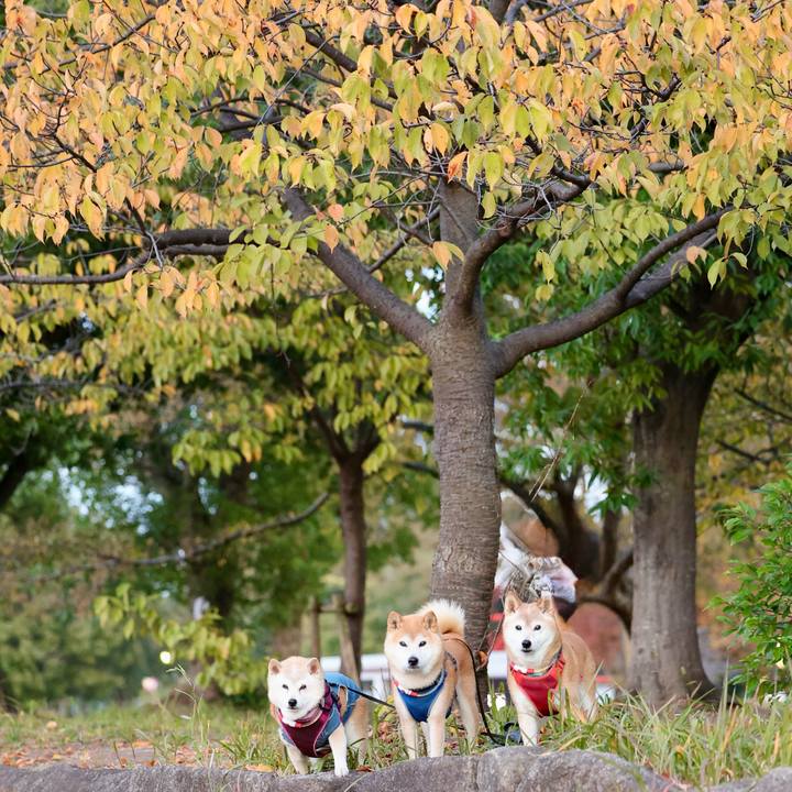 1ff68270 705a 4595 a594 9f6fe6ea1b63 1763391995040