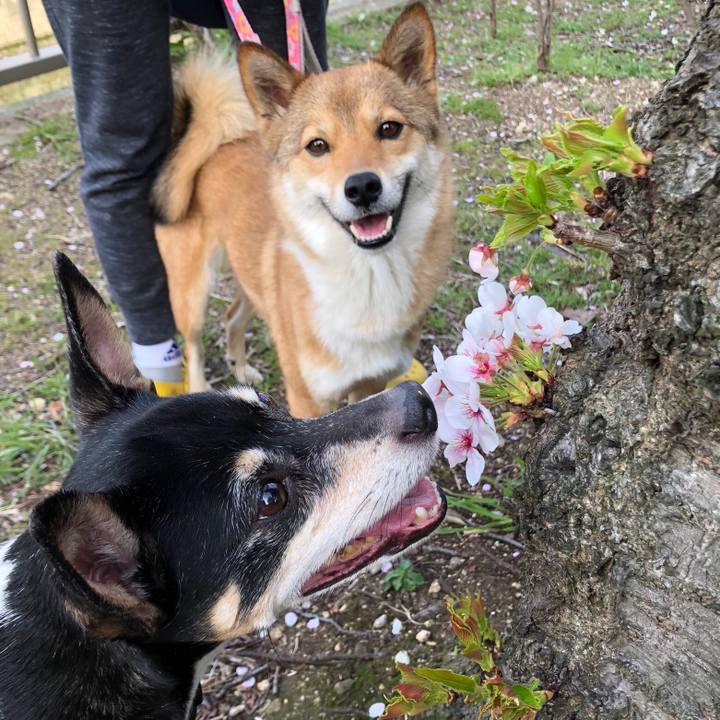 1ff7a0a0 5197 4c15 bc67 a18e2ecc3376 1522494206131