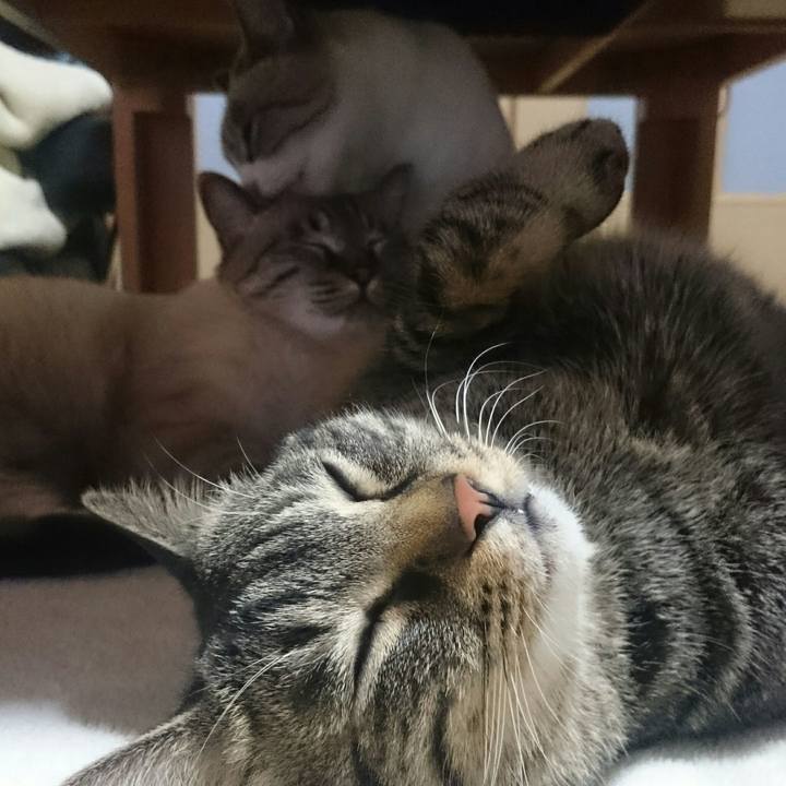 1ff80796 4434 40ea 84ab 19a46946fc06 1511516460542