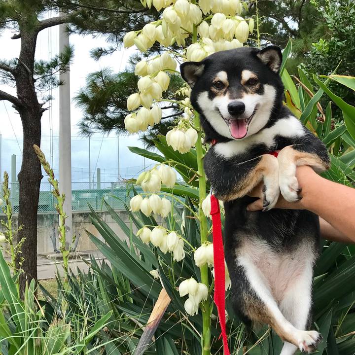 1ff818f3 9374 4731 8778 a727e964f153 1511758153542