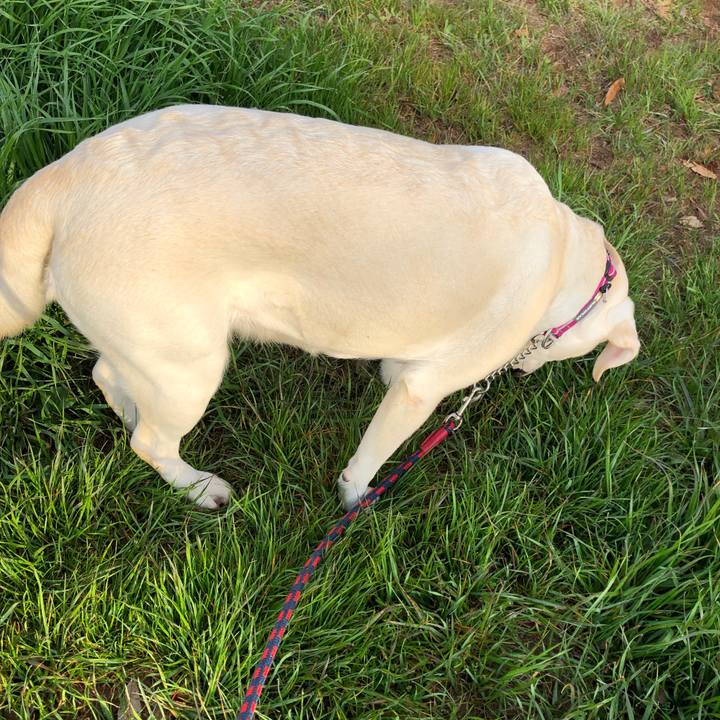 1ff9bac5 2081 4ac0 9099 afb49d62d4c2 1585045824495