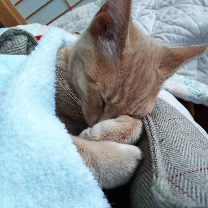 1ffc2a9e 29f9 4256 a0b1 b944bf8b7055 1543646473594