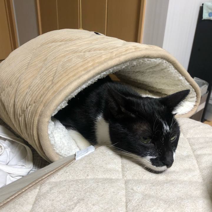 1ffca608 2c6d 40bd 8f4d 62231dc3358d 1601741263338