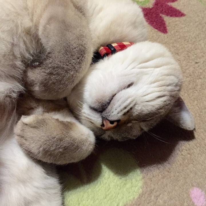 2002c6b4 427b 4c6f 82ff e9e9b9b510d8 1543748668435