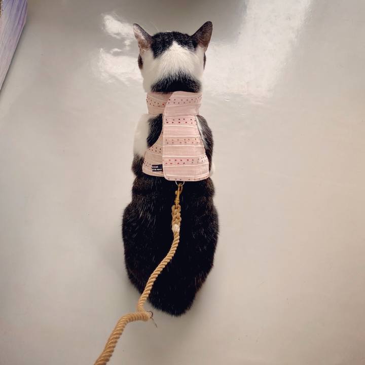 2003417a 4a1a 47de af1f 49f9aef2329f 1603892980642