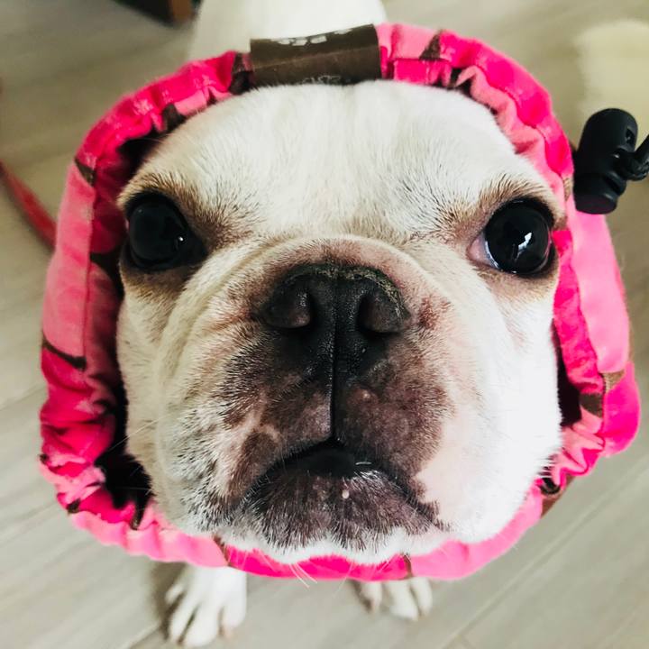 2003e99d 2625 47bf 8ced ca9e4d72d2d1 1533787796810