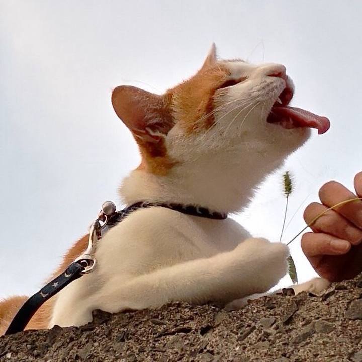 20086155 0cc3 4ef8 bebc dc6dfa7de2e1 1532254886763