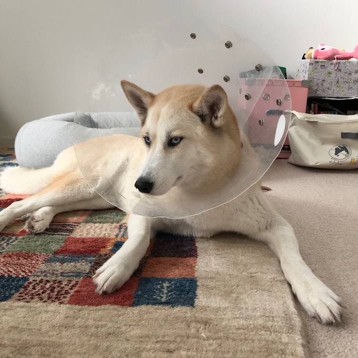 2009e906 7676 4f08 84cb 6b4910cf10f2 1518148481576