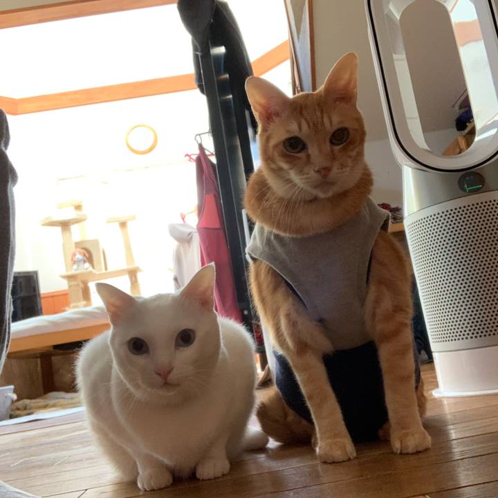 200b504a c852 49f7 be8f df944c7bbcf4 1610771421480