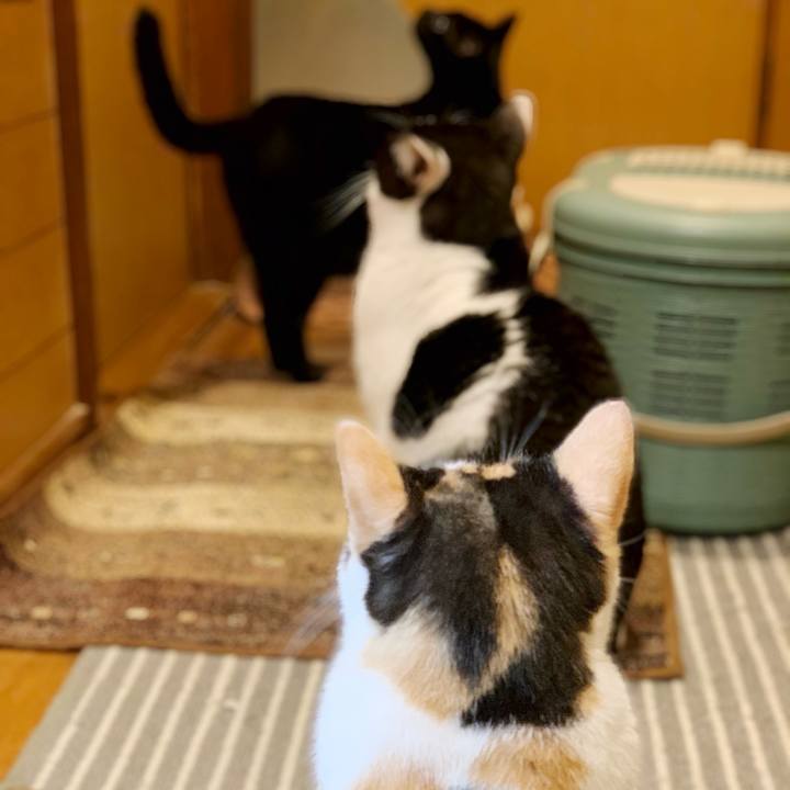 200fa330 d0fe 46bf aecf 7786fb92050b 1541125205297