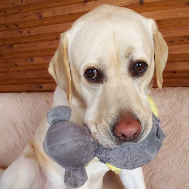 20102931 fa18 4d5f b5b9 b5c48aa3142f 1554355086876