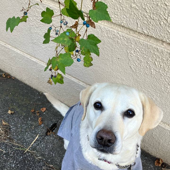 2014e95f f943 4483 a8b9 3a6ccbffb38f 1668300163027