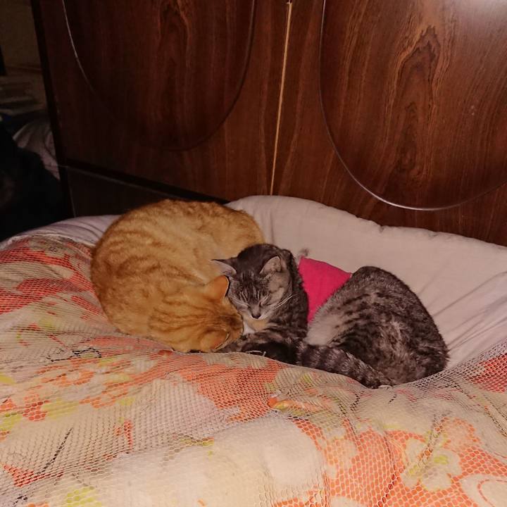 20163d38 249d 4746 add6 c9ede24b8cc5 1586700184552