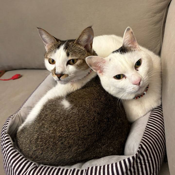 201820d3 136f 4e1a 8c4a a7a7cd0915f5 1769724693471