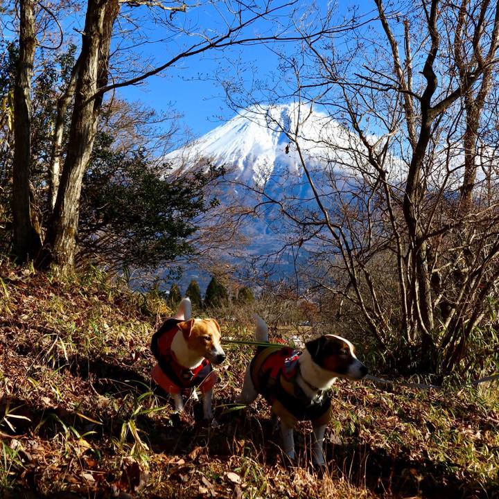 201fffe4 a7b2 49a7 8918 1612d655ee9d 1545632767423