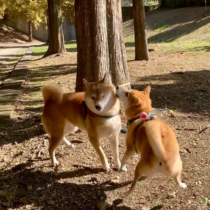 2022a8fd 951a 4ffe 8cb0 d2ecbf039637 1731485993570