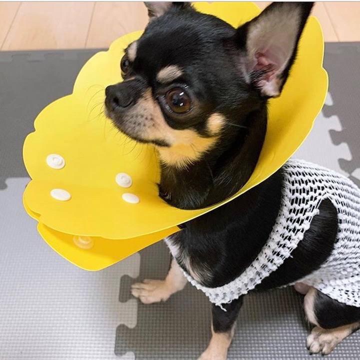 2022a9af ce18 4106 9460 24cbd0fd7c38 1582973696873