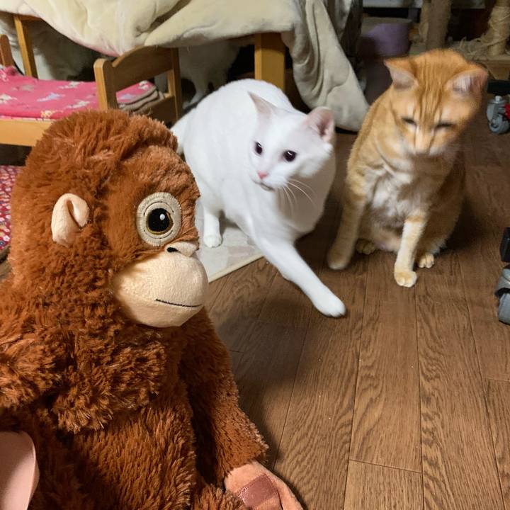 20234652 c11d 4b4d a917 e09cb4d84c0c 1608462232360