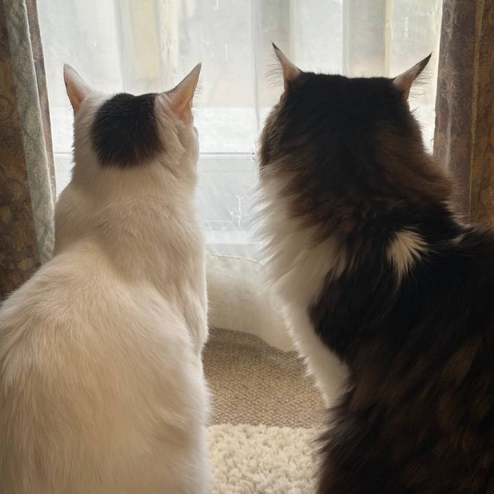 202542e0 86aa 4fb7 b978 104e2759f35e 1772493531922