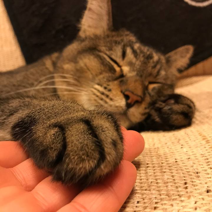 2025e558 4ce0 43a4 948c 48cd8057550c 1542021858116