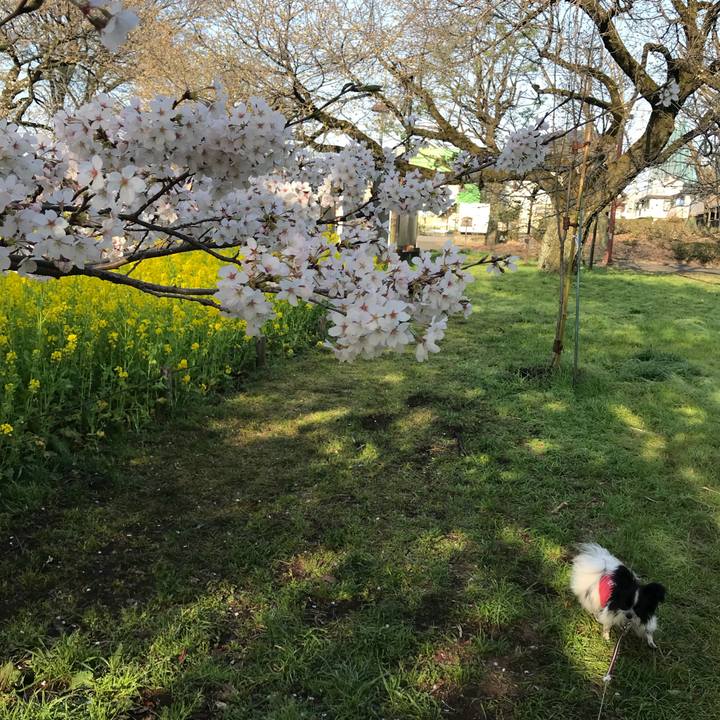 2027dc22 e061 4989 a507 141360d5cb8f 1522293115323