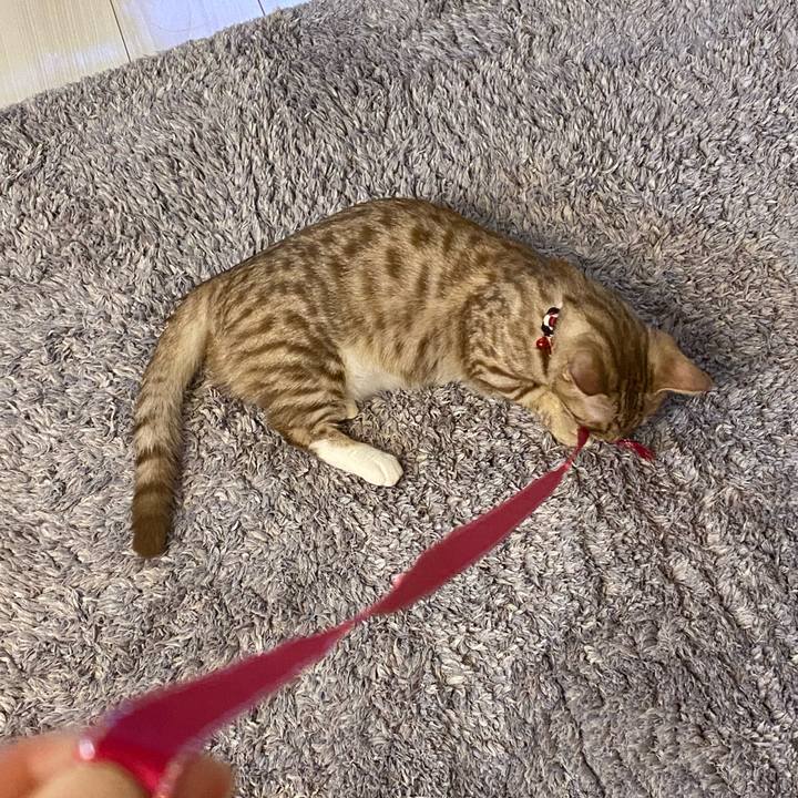 20294ca1 9855 4df0 94b9 fb98c634c09f 1598828168934