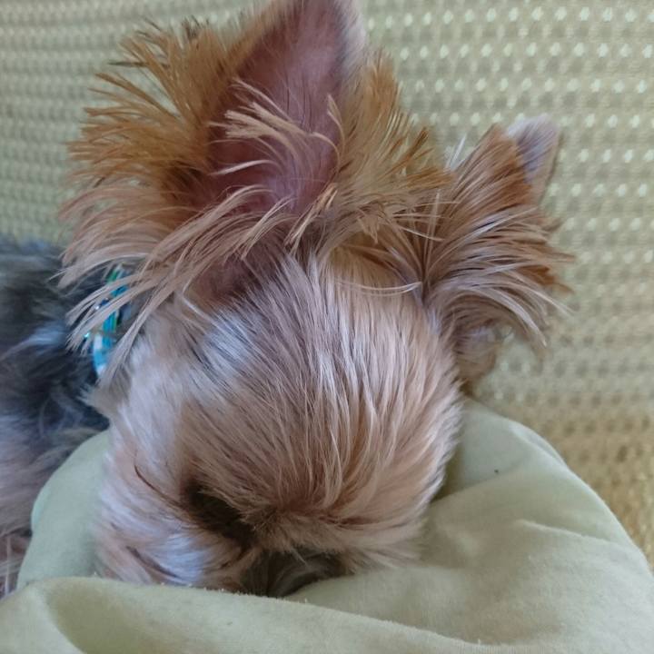 2029adc4 6ccc 4360 ae89 e498c8a8393c 1507517543233