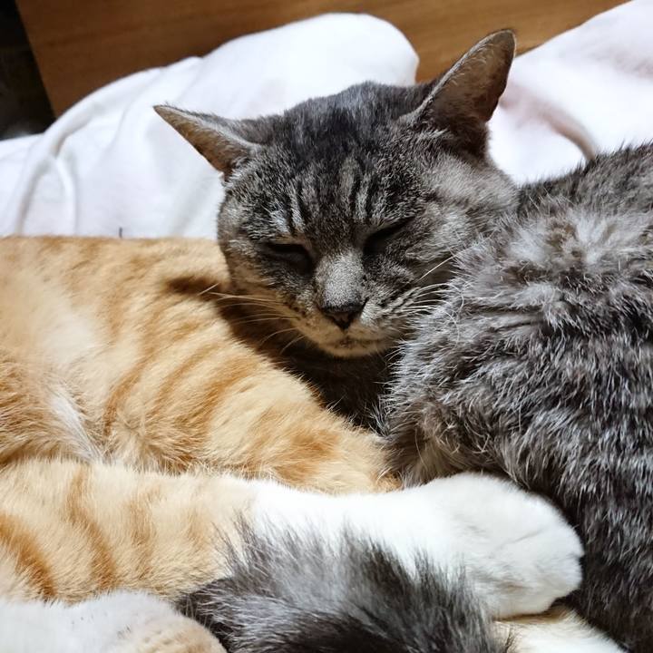 202c10dd 62a8 4c27 963c 9d9b4a793bd8 1574688825029