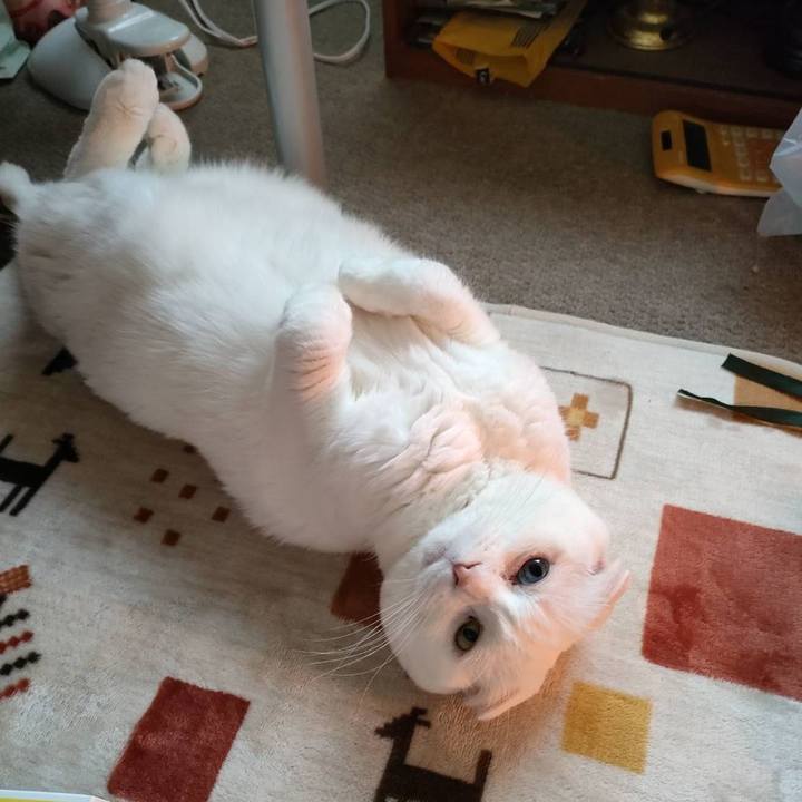 20316228 8f88 4fb5 8d18 851cae2ede35 1741502176793