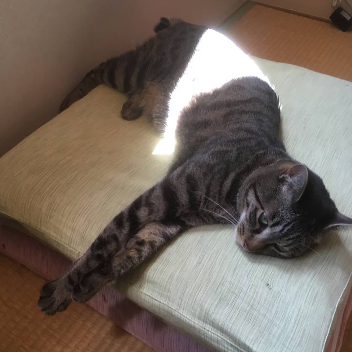 20386753 34f9 4acb 9673 fef66c9fbe67 1526974964408