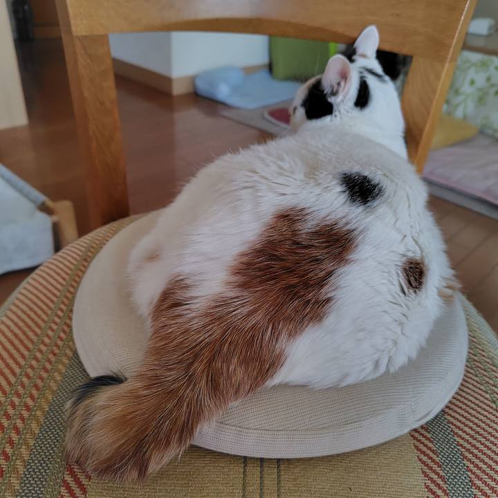 2038906b e81f 4063 8b5f 1f4682743d06 1735429619480