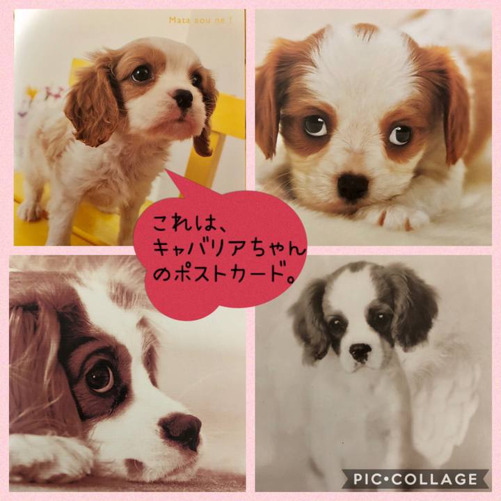 2039a006 4c24 4a1b 92ca 6dde5a30c811 1554724778256