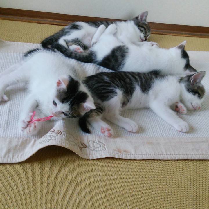 203c00d9 e430 465f 8e34 c6eef08f107f 1533700286206