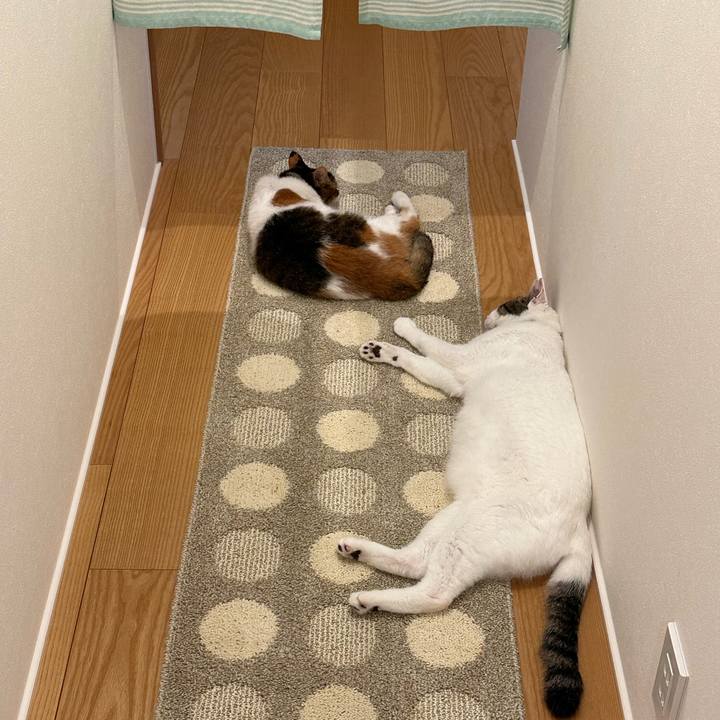 203c402f 0a21 49aa befc 758c9f6351ce 1691711314052