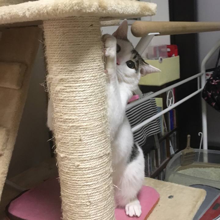 203d4de7 c9ff 434d 8691 c3b9b2435275 1510989281215