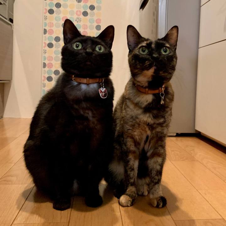 203de3e6 8c49 474a 8e22 33fe0e212d19 1588120705484