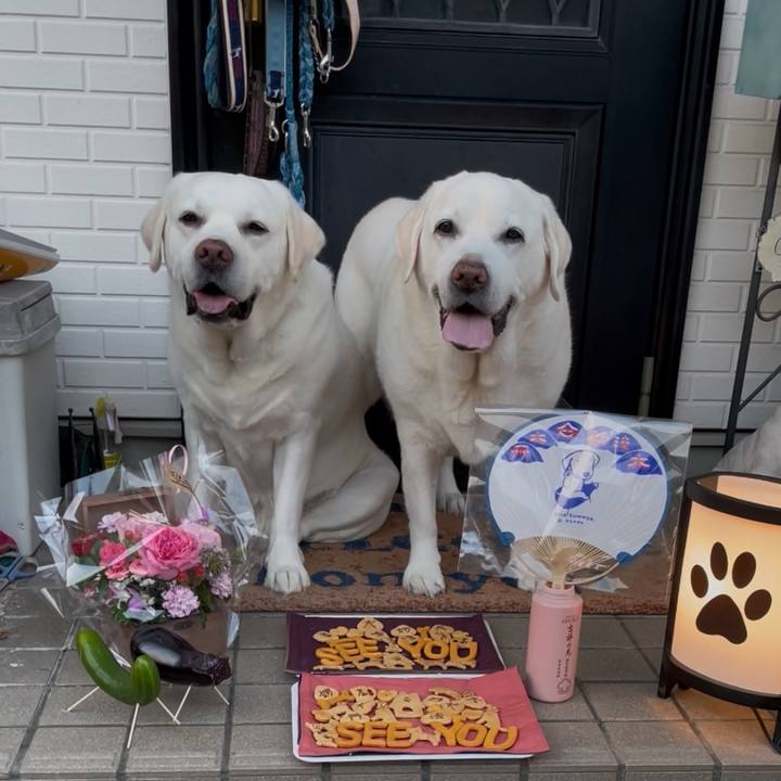 203f08d4 ec97 4a76 9d0f c157d9e2807a 1764222557458