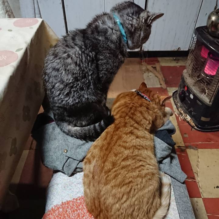 204049dc aa17 4245 80e0 8d60065b98bd 1575796024245