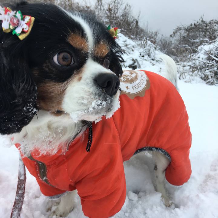 204064f3 2da7 40e9 b154 1a977c64e266 1513061109954