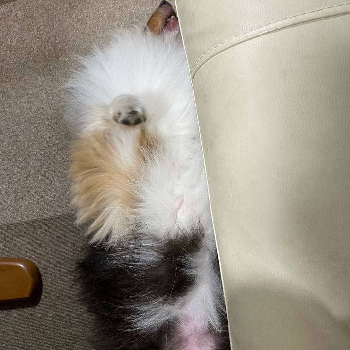 2040eda7 4e96 4dff aec2 bcb4ff527e52 1627251361778