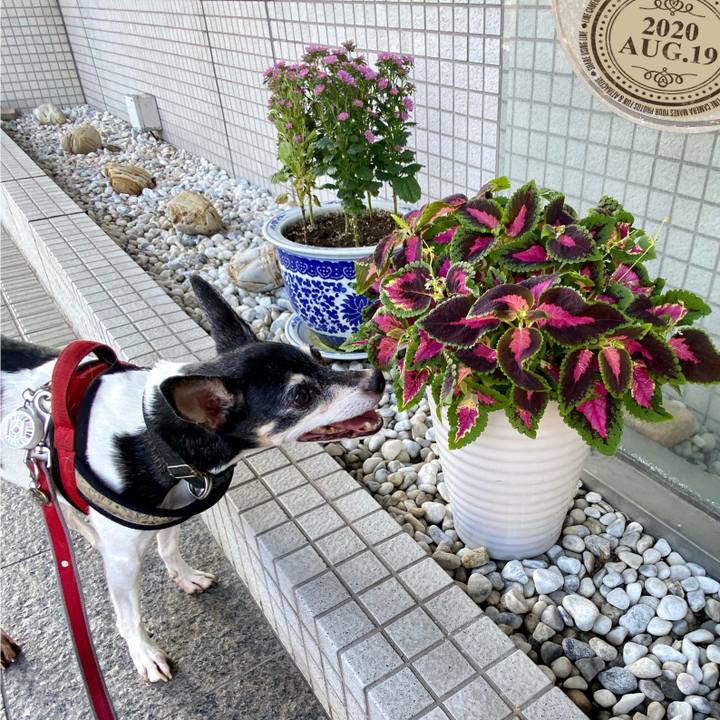 204287da fc65 4bf3 83bf 0dac21f8064a 1597792607146